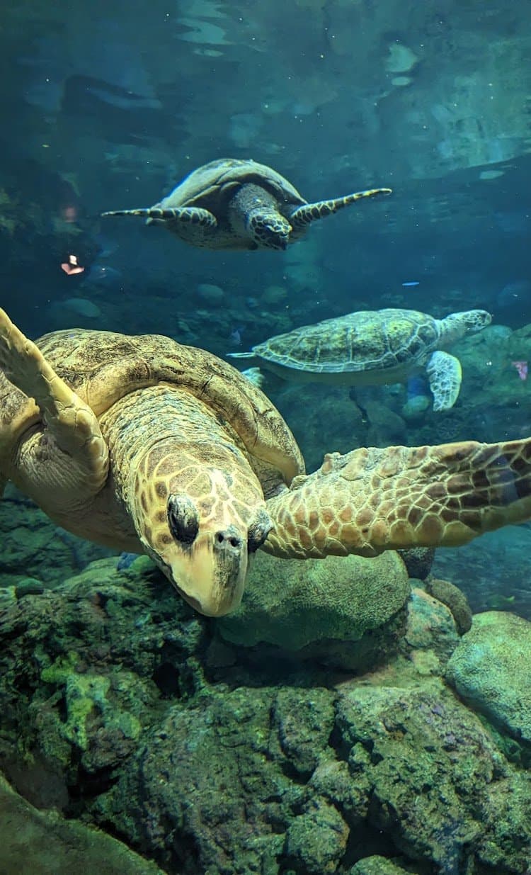 SeaWorld San Diego: Family Aquatic Adventure