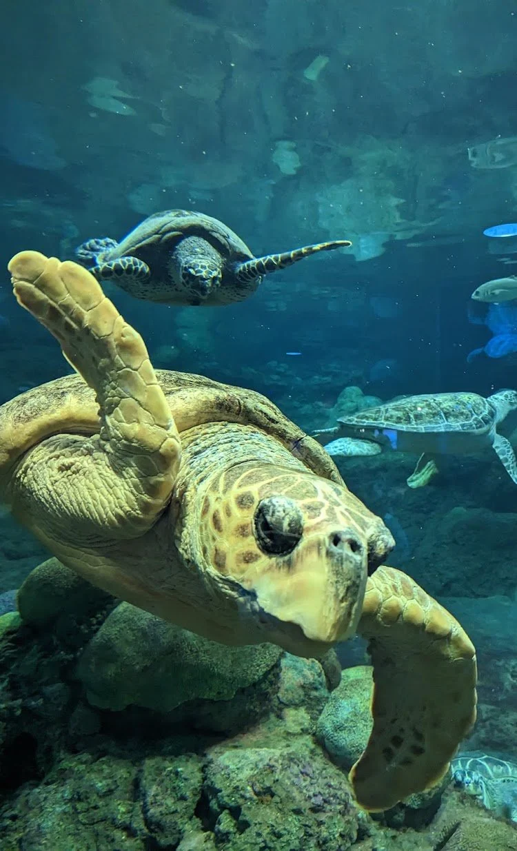 SeaWorld San Diego: Family Aquatic Adventure — photograph 14