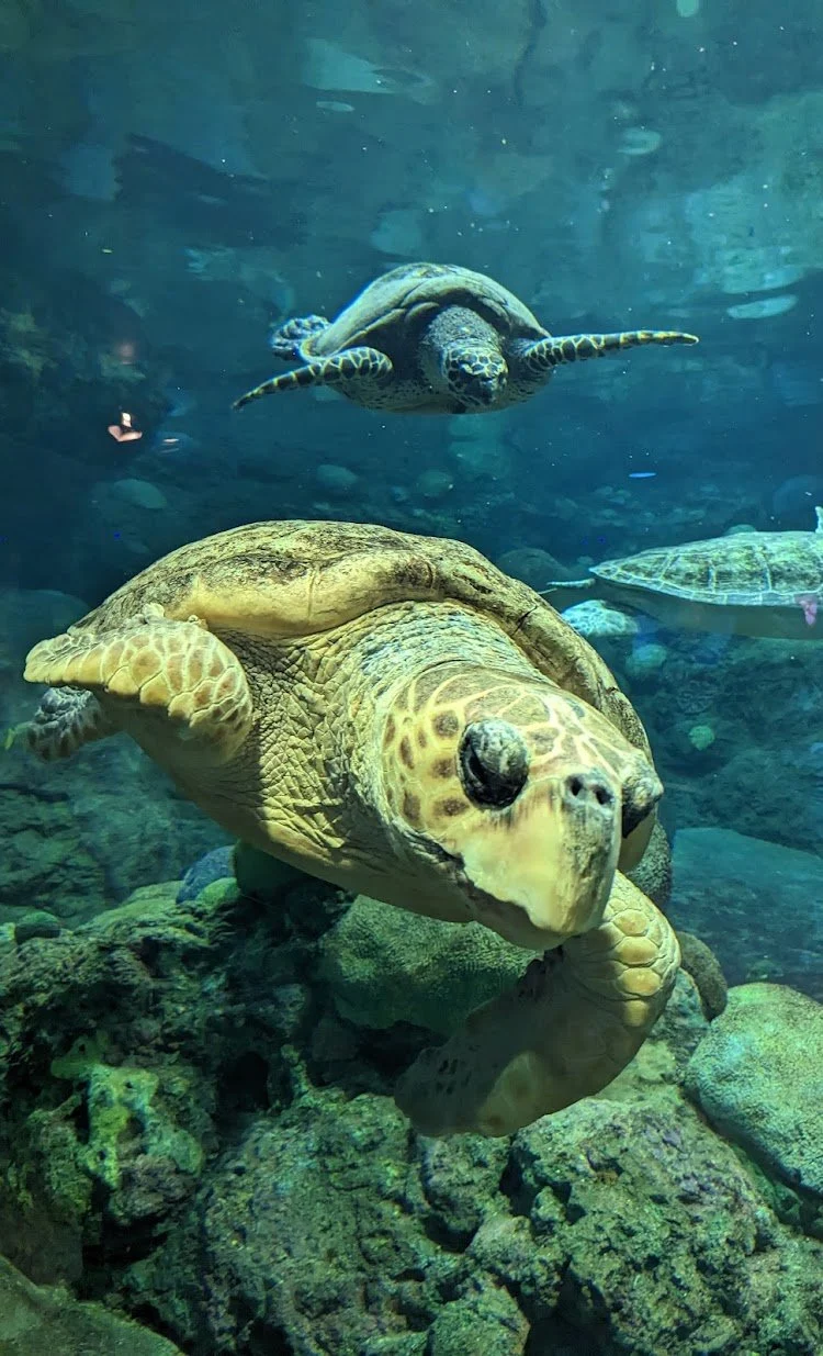 SeaWorld San Diego: Family Aquatic Adventure — photograph 21