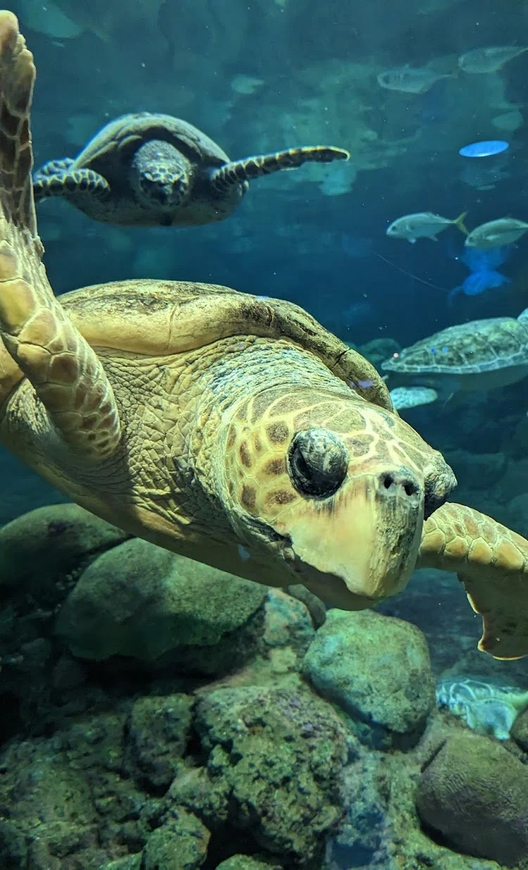 SeaWorld San Diego: Family Aquatic Adventure — photograph 17