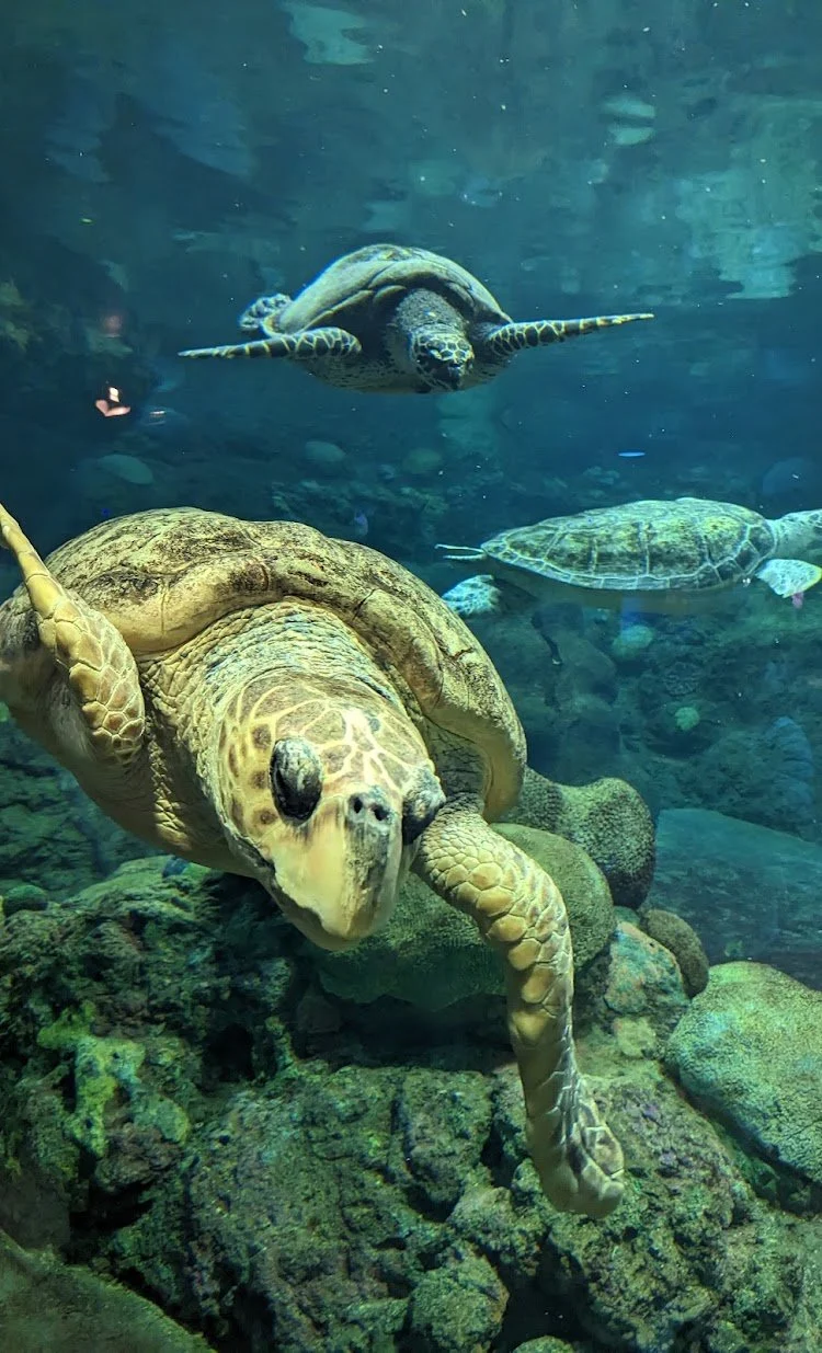 SeaWorld San Diego: Family Aquatic Adventure — photograph 18